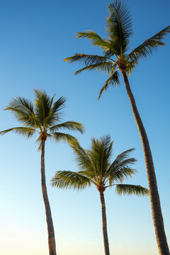 Palm trees against the blue sky