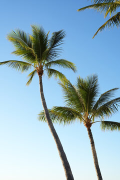 Upward view of two palm trees against blue sky
