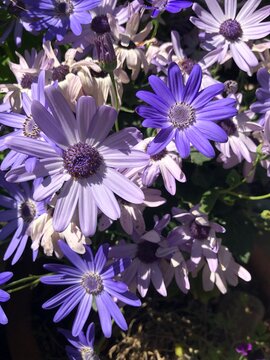Pericallis hybrida Senetti in flower