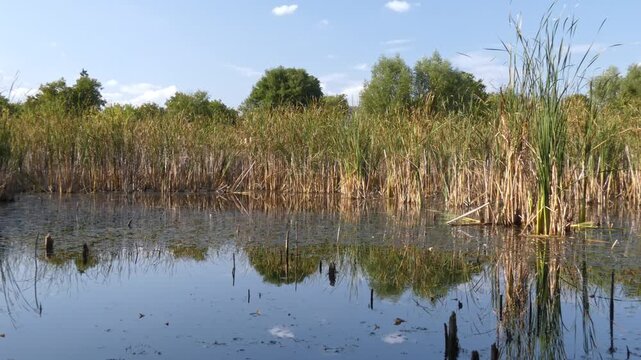 Wide swamp landscape with dense cattail reed wall, calm water surface and trees on horizon. Sunlight, wide shot, bright atmosphere. Serenity and Fragile Ecosystem. Pure untouched wild nature.