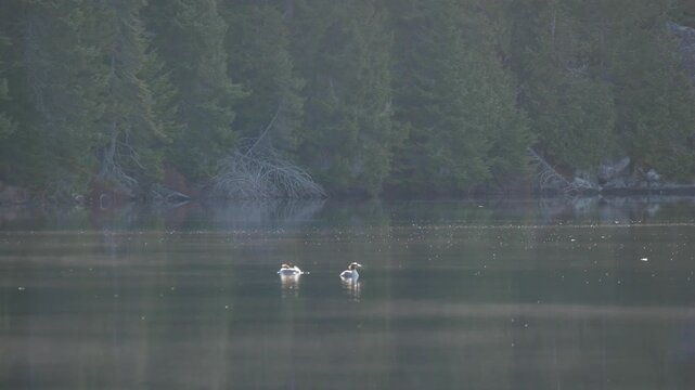 A solitary common loon floats gracefully in the dark, serene waters of Lac du Trou near Trois-Rivi&egrave;res, Quebec. The bird creates dramatic concentric circular ripples across the calm lake surface, crea