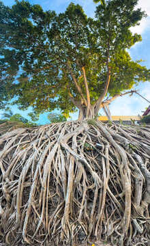 Banyan tree roots covering hillside in Dumaguete, Philippines