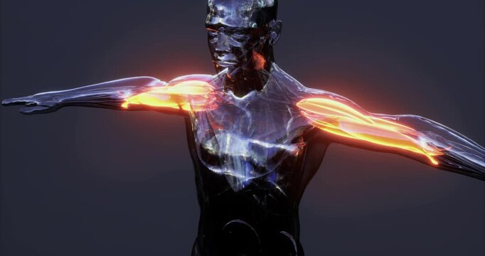This illustration showcases the intricate structure of human muscles highlighted in a dynamic pose. The muscular system is presented in a visually striking manner, emphasizing key muscle groups.