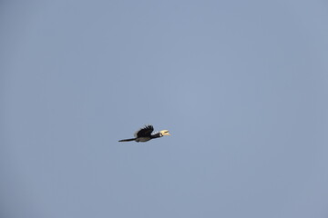 The oriental pied hornbill (Anthracoceros albirostris) is an Indo-Malayan pied hornbill, a large canopy-dwelling bird belonging to the family Bucerotidae © feathercollector