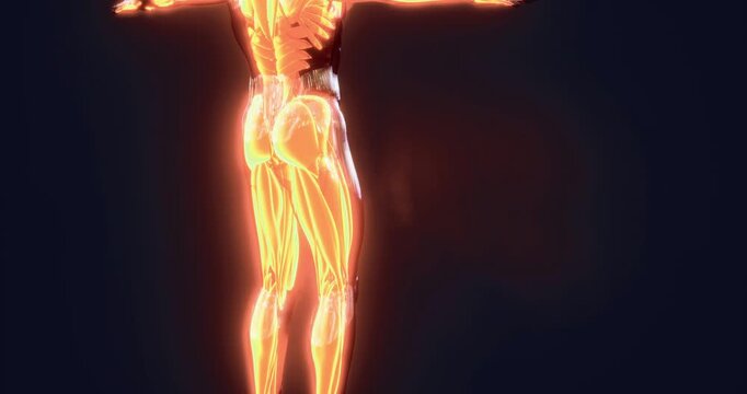 A detailed representation of human muscles showcases their intricate structure and function. The visual highlights key muscle groups and their significance in movement and stability.