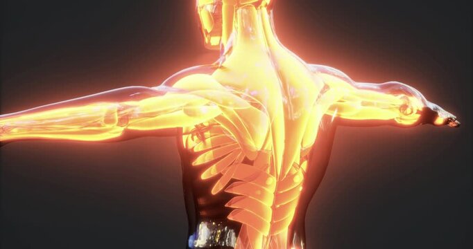 This illustration reveals the intricate anatomy of human muscles, showcasing the skeletal structure and muscular system. It highlights the complexity and interconnectivity of body parts.