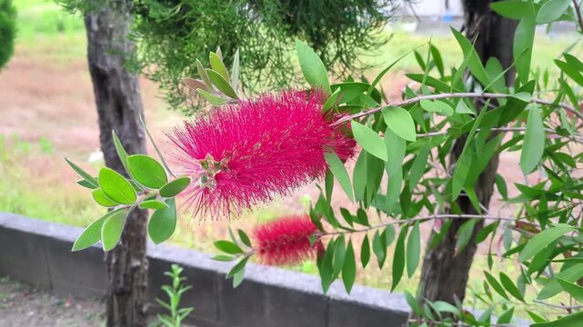 Red Bottlebrush (Callistemon) Flowers Swaying in the Wind / 風に揺れる赤いブラシの木の花