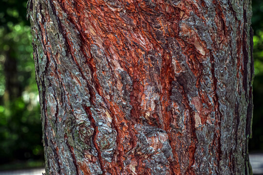 Pinus sylvestris bark texture with reddish fissures in Botanical Garden Nitra