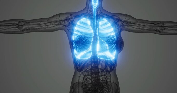 A detailed illustration showcases glowing lungs within a translucent human torso, highlighting the respiratory system. The design emphasizes airflow pathways and anatomical structure.