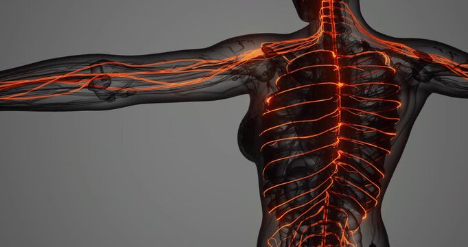 The intricate network of the nervous system displays key pathways throughout the human body. Close up reveals vital connections supporting bodily functions and responses.