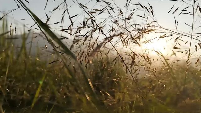 Wild grass field swaying in the wind against beautiful morning sunrise background.