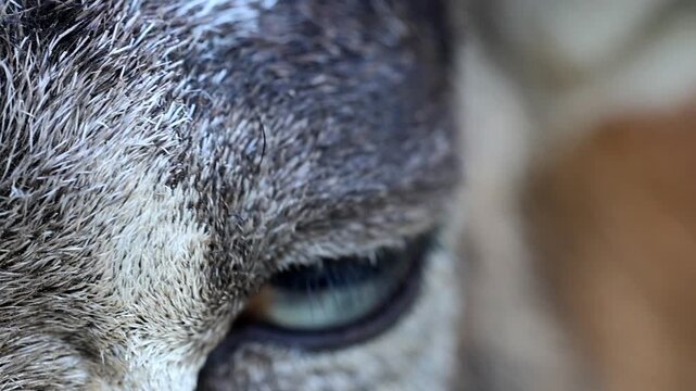 Extreme Macro Close Up of Wild Mouflon Sheep Eye 180fps Captured in Cinematic High Detail Footage