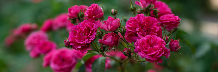 Fototapeta premium Vibrant pink roses bloom amidst lush green foliage. The flowers display rich colors and delicate petals, creating a lively garden scene. banner