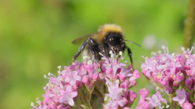 Close up footage of bumblebee collecting nectar from pink flower cluster in slow motion.