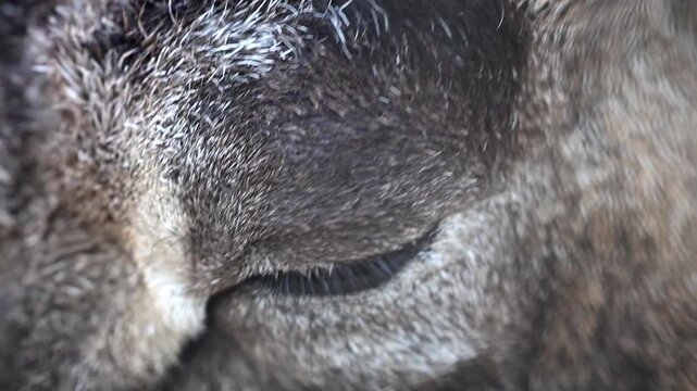 Extreme Macro Close Up of Wild Mouflon Sheep Eye 180fps Captured in Cinematic High Detail Footage