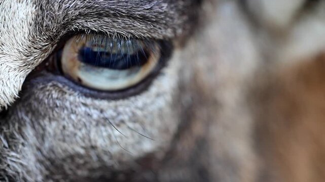Extreme Macro Close Up of Wild Mouflon Sheep Eye 180fps Captured in Cinematic High Detail Footage