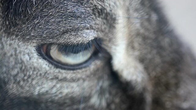 Extreme Macro Close Up of Wild Mouflon Sheep Eye 180fps Captured in Cinematic High Detail Footage