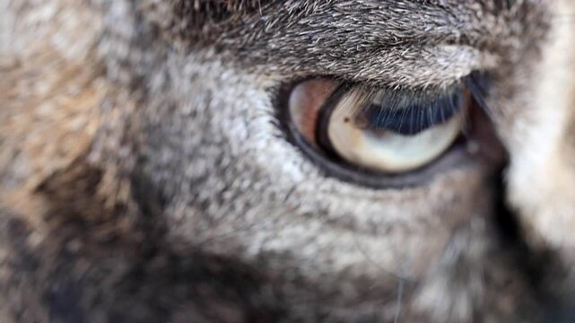 Extreme Macro Close Up of Wild Mouflon Sheep Eye 180fps Captured in Cinematic High Detail Footage