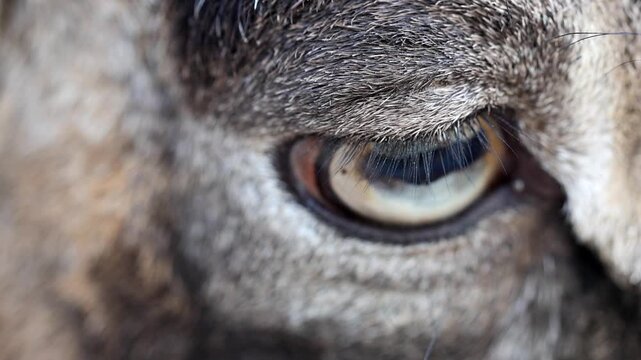 Extreme Macro Close Up of Wild Mouflon Sheep Eye 180fps Captured in Cinematic High Detail Footage