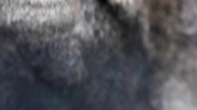 Extreme Macro Close Up of Wild Mouflon Sheep Eye 180fps Captured in Cinematic High Detail Footage