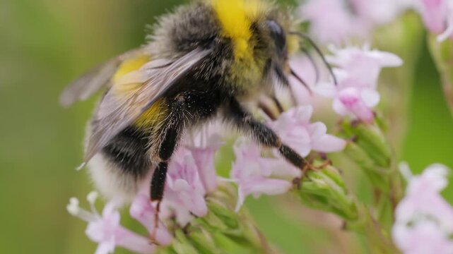 Close up slow motion footage of a bumblebee gathering nectar from pink flowers in a garden.