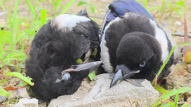 
Eurasian Magpies After an Electrocution Accident Under a Utility Pole - One Dead and One Survivor #001

