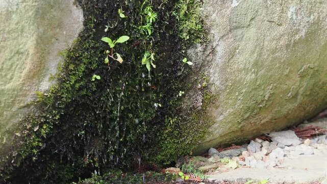 神社の手水舎を流れ落ちる水