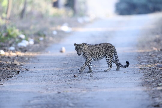 The Indian leopard (Panthera pardus fusca) is a subspecies of the leopard (P. pardus). It is widely distributed on the Indian subcontinent.