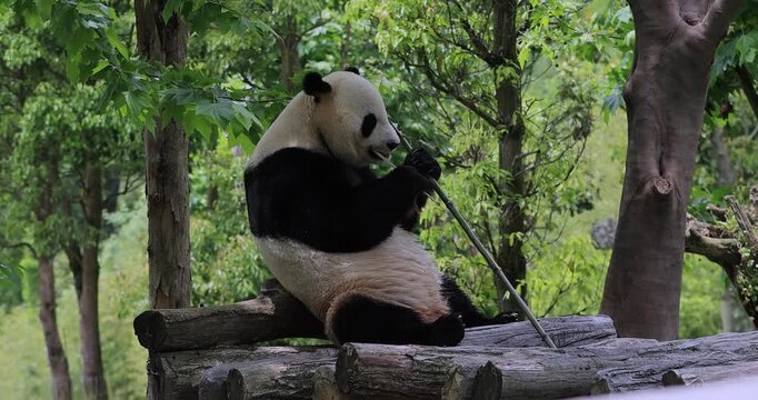 Giant panda eating bamboo in the zoo 