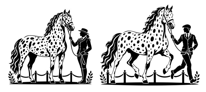 Knabstrupper Horse Presented During Breed Show Evaluation Vector Illustration