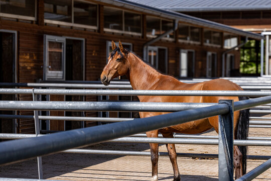 Elegant bay horse standing in a fenced paddock at a modern equestrian facility on a sunny day. Well-maintained horse stable in the background highlights professional horse care, breeding and equestria