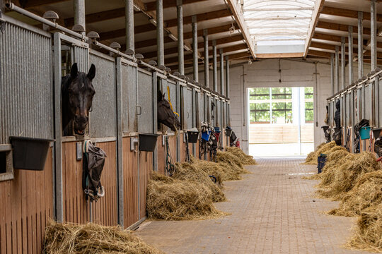 Interior view of a modern horse stable with horses standing in individual stalls and hay placed along the central aisle. Clean equestrian facility showcasing horse care, livestock management and agric