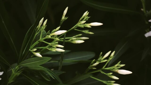 Tokyo,Japan - June 14, 2026: Closeup of white bud of oleander