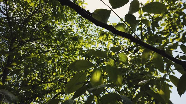 Branches of tree nuts catching sunlight in a lush garden during a bright and sunny day