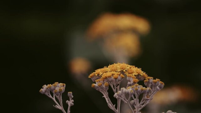 Tokyo,Japan - June 14, 2026: Closeup of dusty miller or sea ragwort