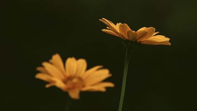Tokyo,Japan - June 14, 2026: Closeup of 
Heliopsis helianthoides or rough oxeye or smooth oxeye or false sunflower