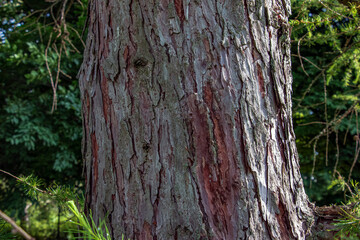 Obraz premium Deeply fissured Larix bark texture in Botanical Garden Nitra