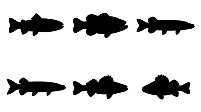 Flat vector icon set of 6 freshwater sport fish: rainbow trout, largemouth bass, northern pike, muskellunge, walleye, and perch 