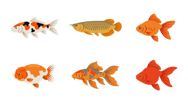 Flat vector icon set of 6 ornamental fish: koi carp, arowana, goldfish, ranchu, butterfly koi, and ryukin 
