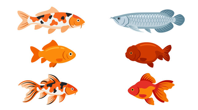 Flat vector icon set of 6 ornamental fish: koi carp, arowana, goldfish, ranchu, butterfly koi, and ryukin 