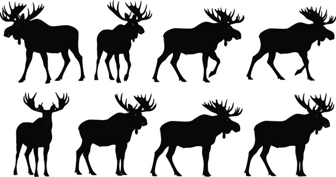 Moose silhouettes set with walking standing poses wild elk animal vector illustration isolated on white background for wildlife design