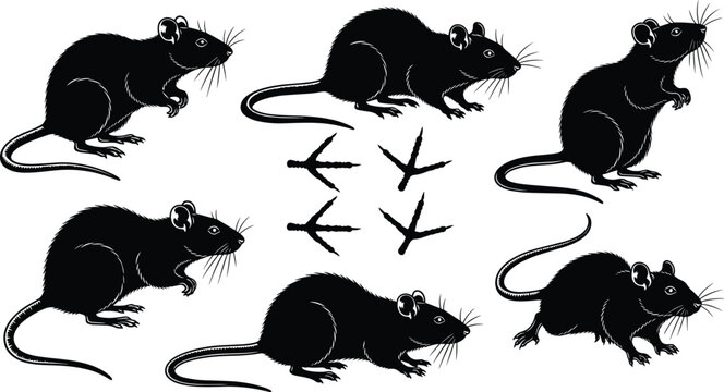 Rat silhouettes set with different poses and footprints wild rodent animal vector illustration isolated on white background