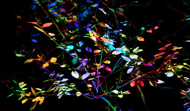 Colour leaves with black background