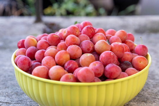 Frutti mirabolani appena raccolti dalla pianta.