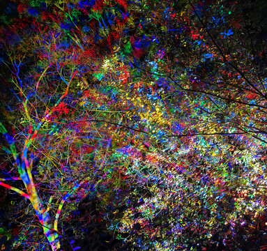 Gardens tree with colour lights