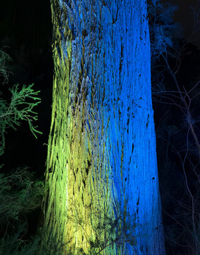 Wood trunk with blue and green colours 