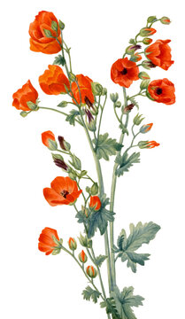 red poppy flowers