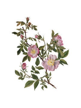 wild roses blooming