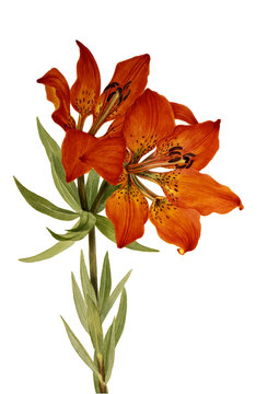 red and yellow lily