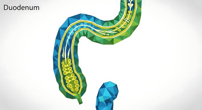 3D medical illustration of human duodenum anatomy.
